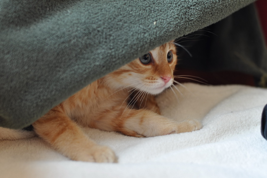 cb 110901 0011 cat nff