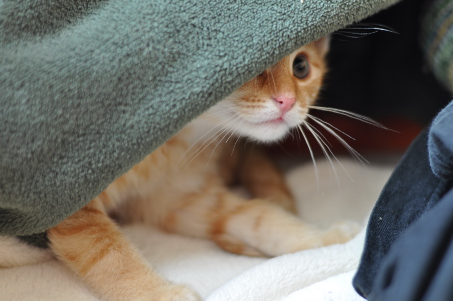 cb 110901 0020 cat nff