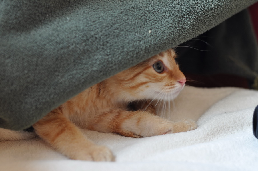 cb 110901 0023 cat nff