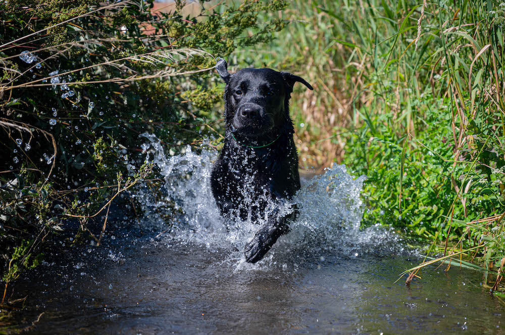 Cedric im Bach