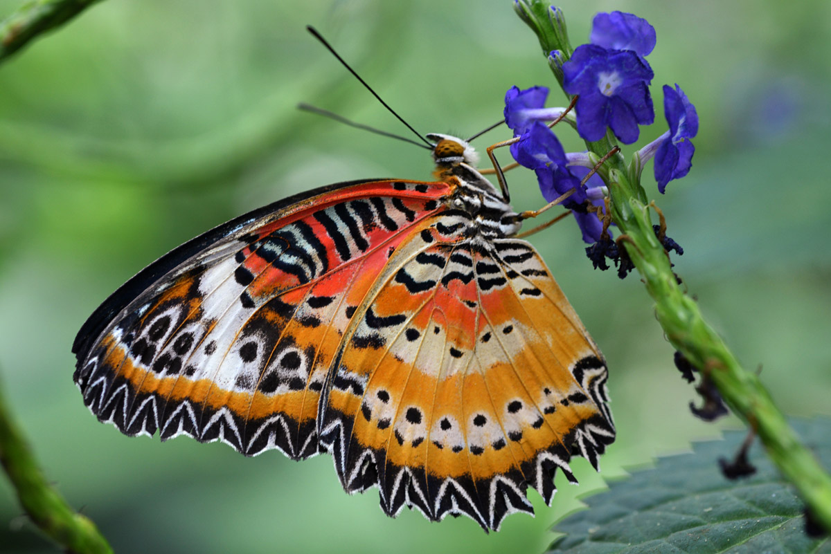 Cethosia cyane_1200.jpg