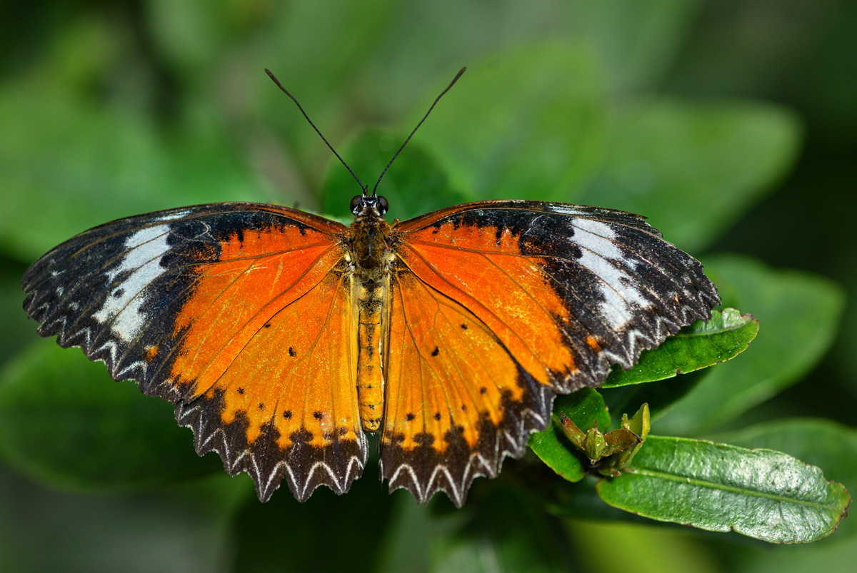 Cethosia cyane_1202.jpg