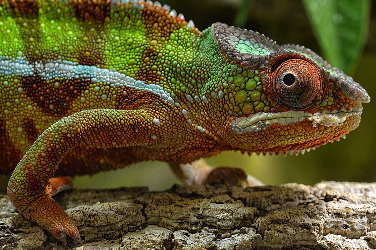 chameleon 2017