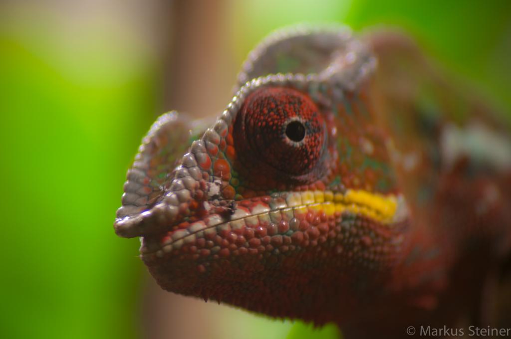 Chameleon im Haus des Meeres Wien