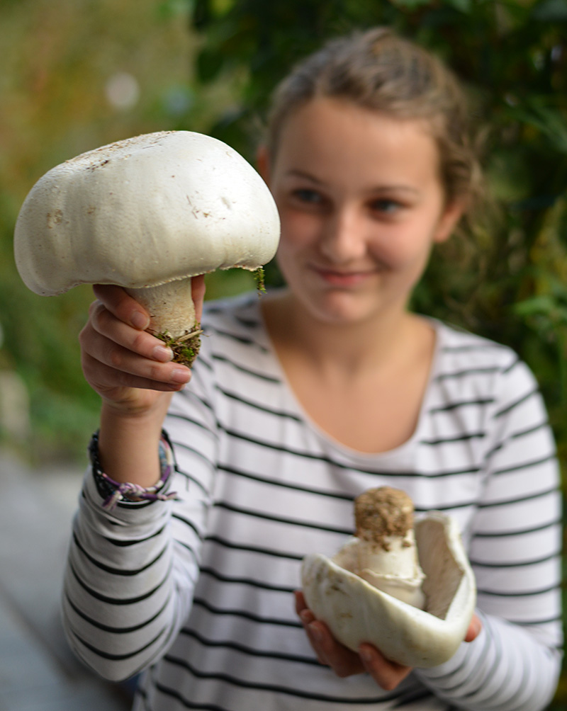 Champignon 1