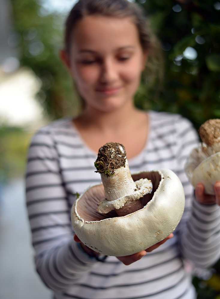 Champignon 2