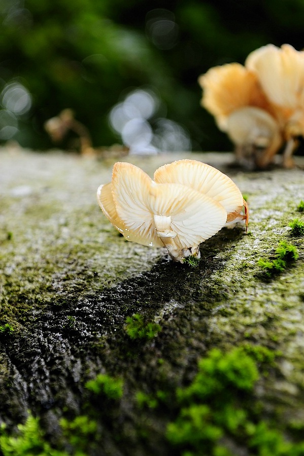 Champignon