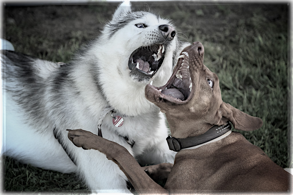 Chappo und Amie
