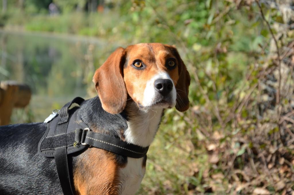Charly the Beagle