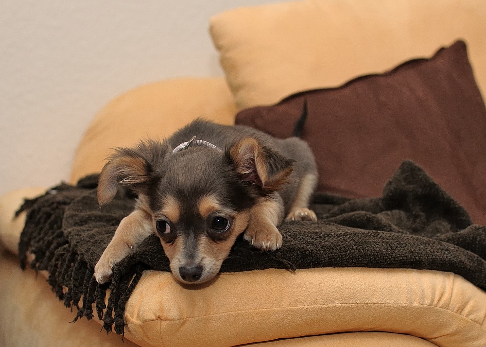 Chihuahua Tayra