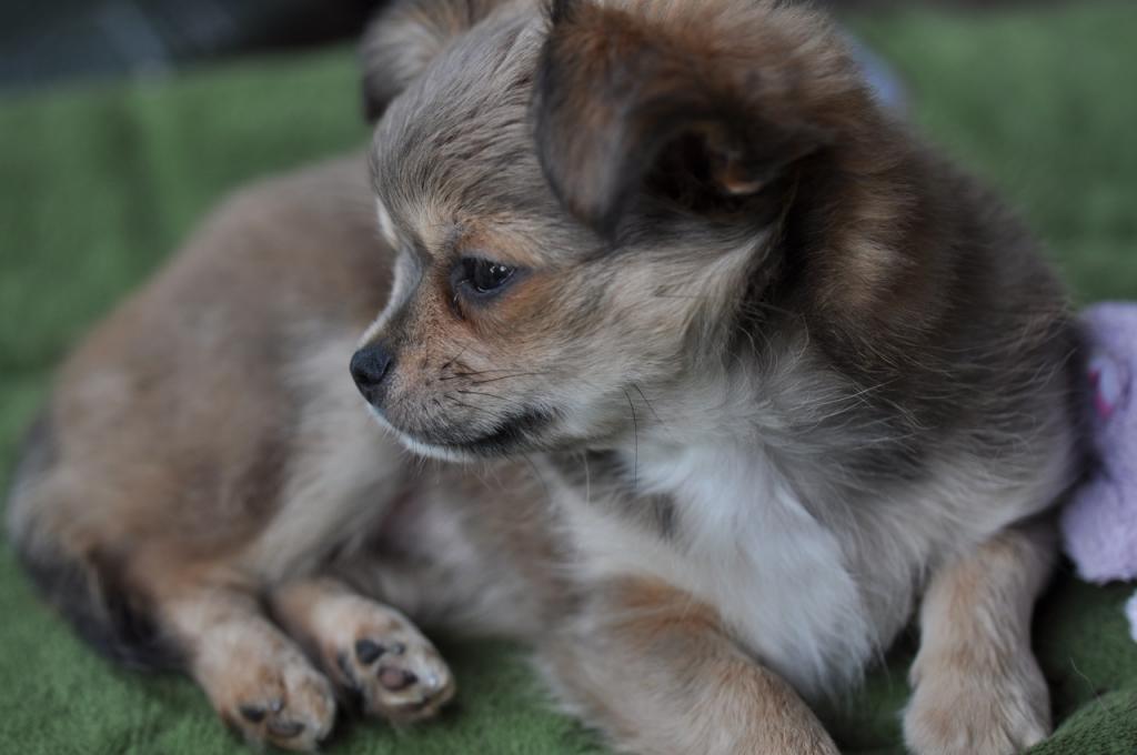 Chihuahua