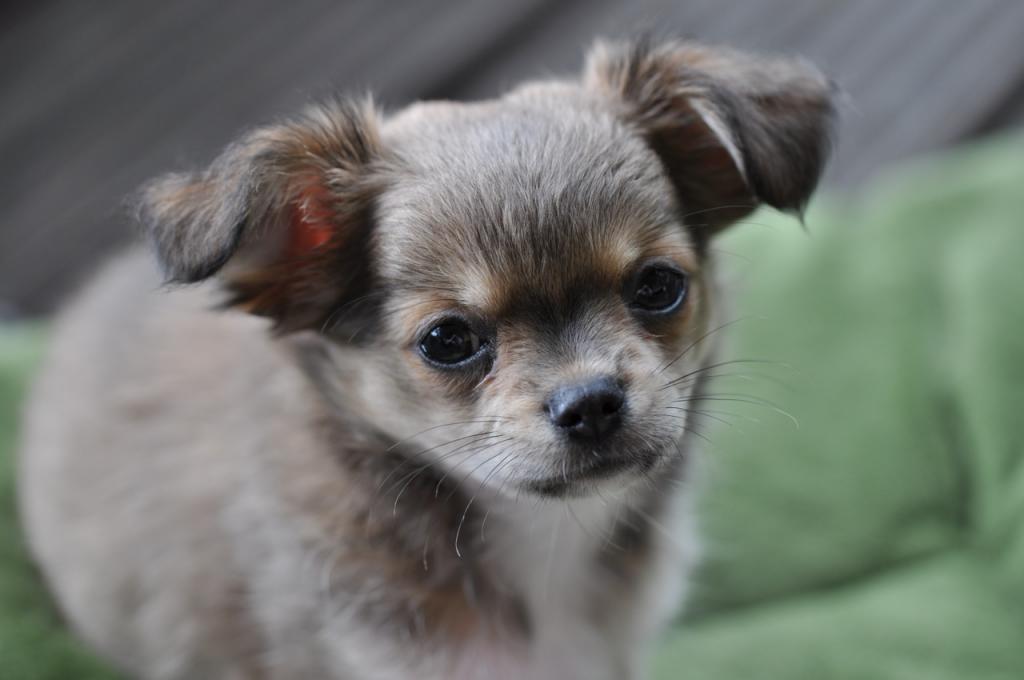 Chihuahua