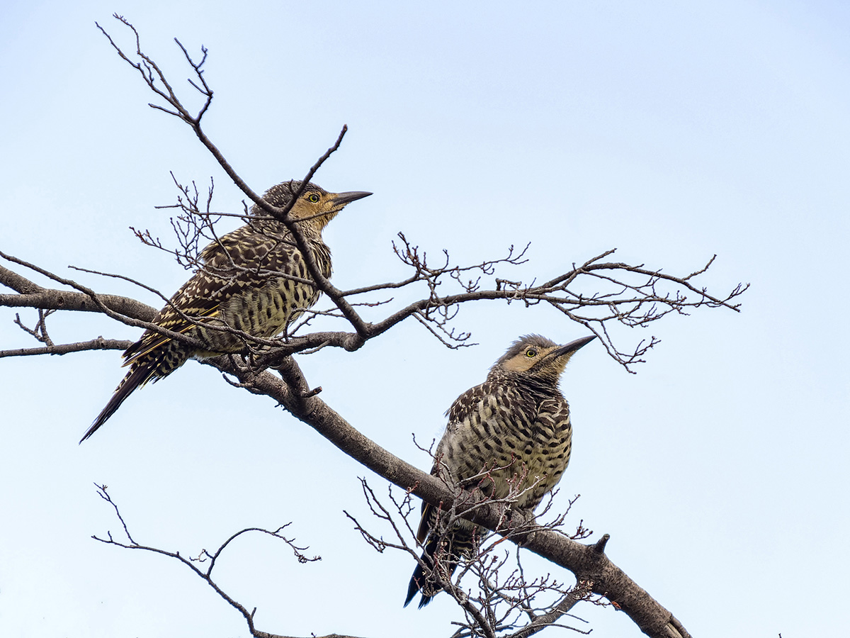 Chilean Flickers.jpg