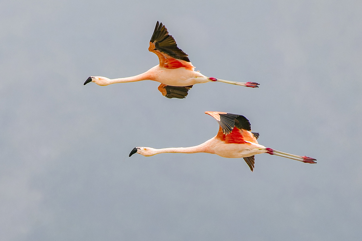 Chileflamingo Chile.jpg