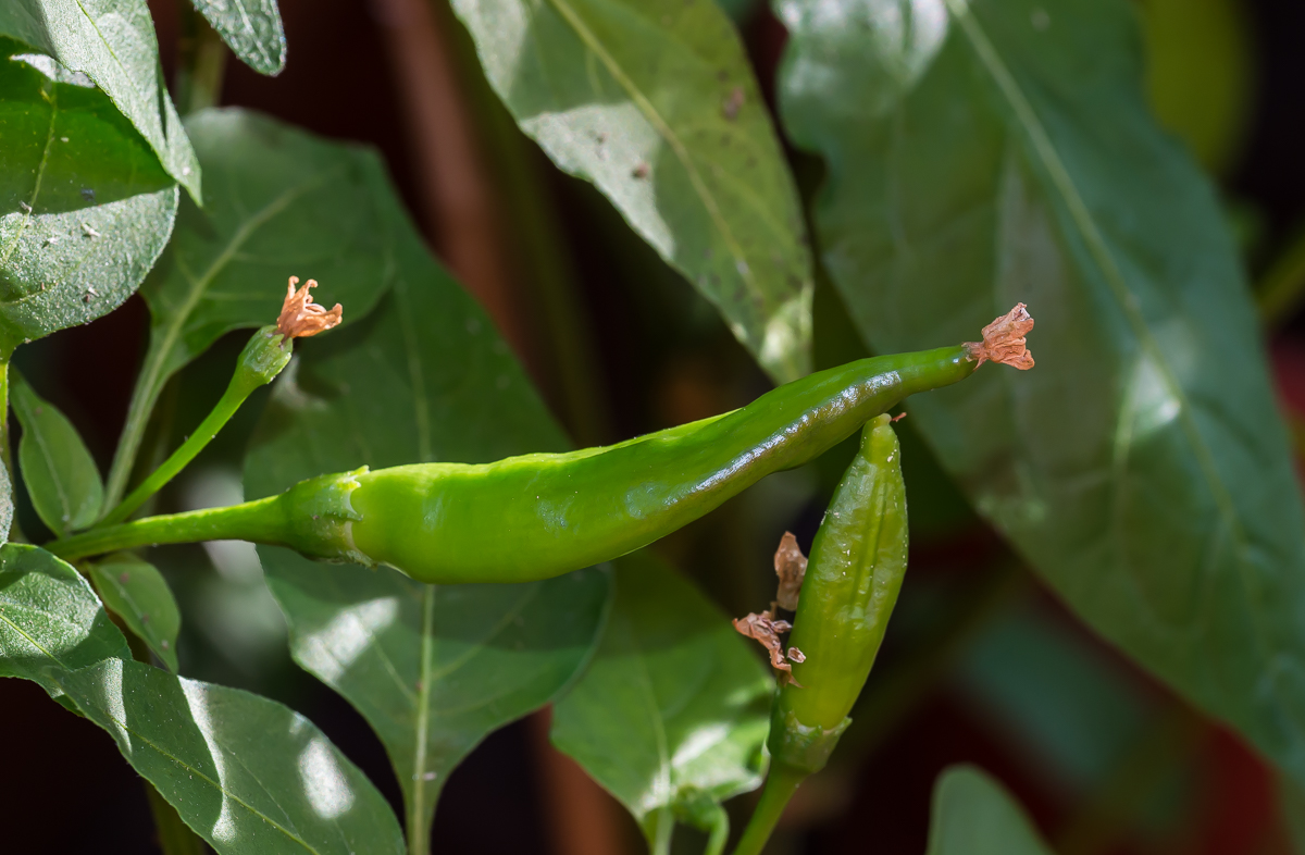 Chili grün.jpg
