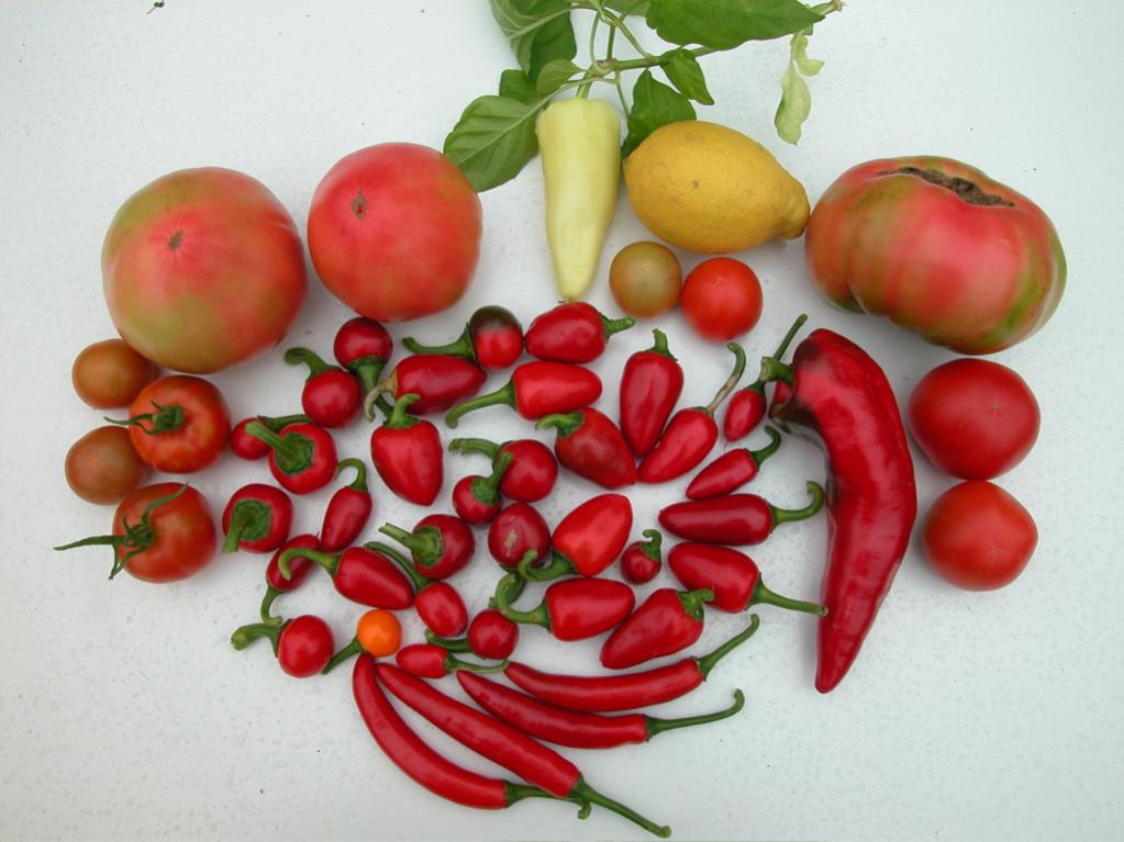 Chili