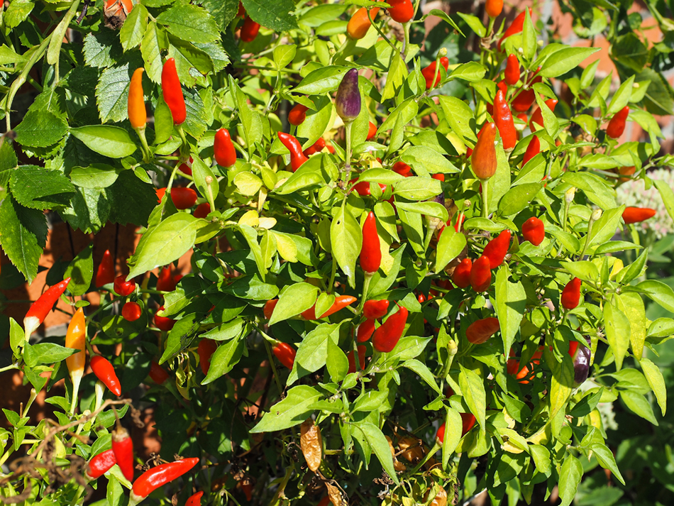 Chilifrüchte rot 3.jpg