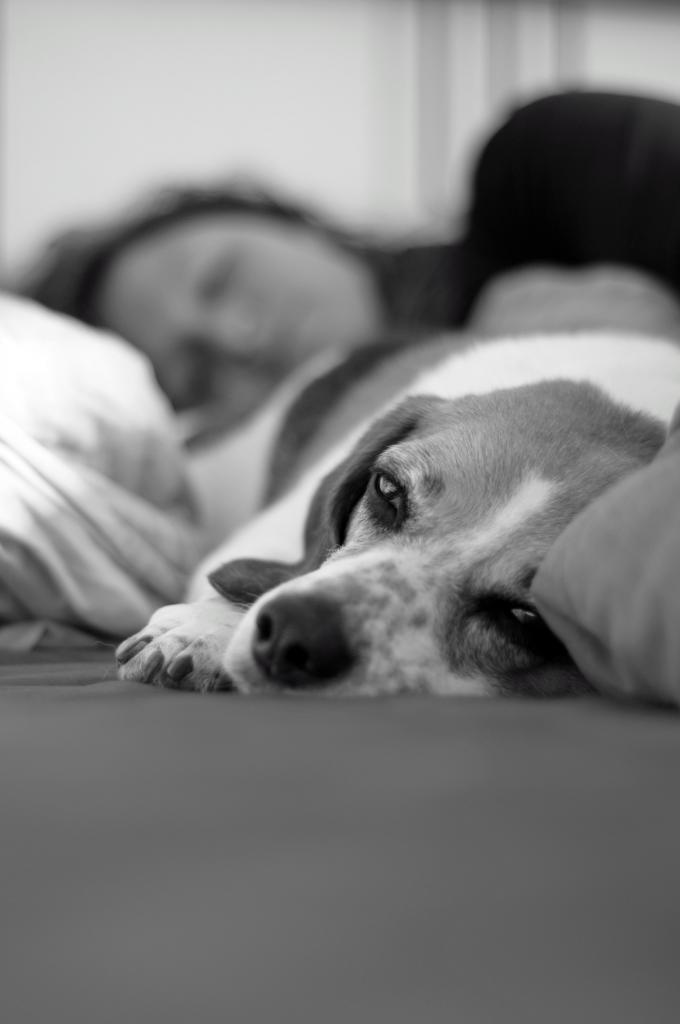 Chill Beagle