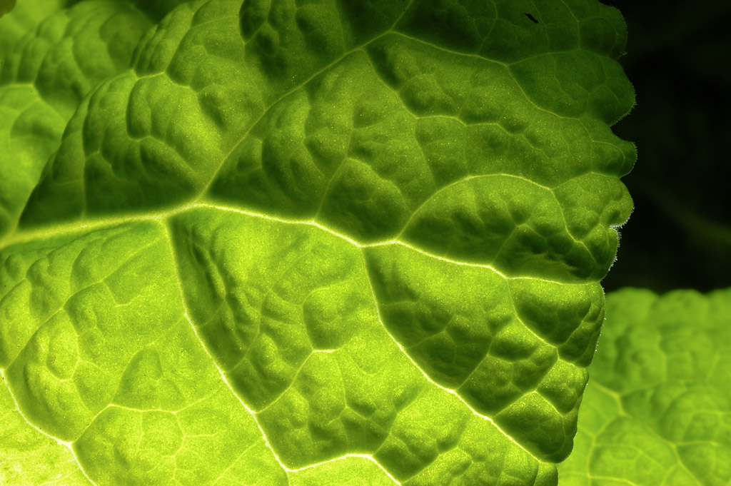 Chlorophyll