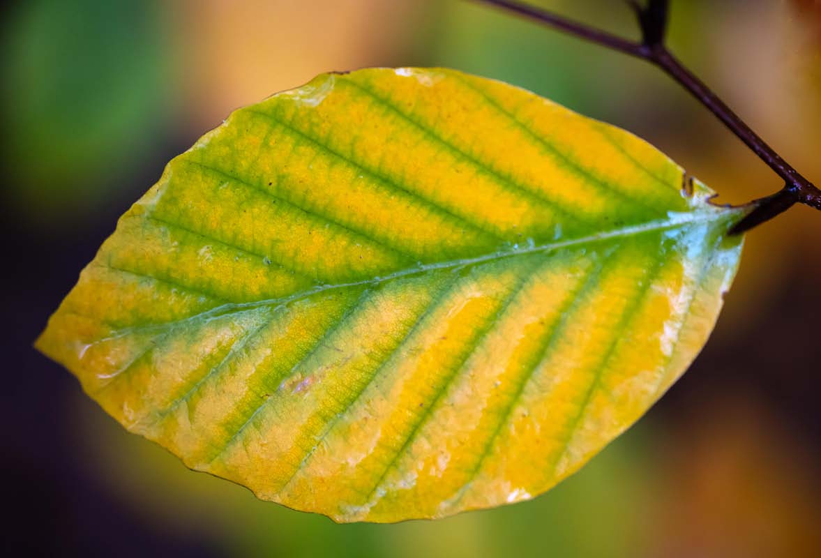 Chlorophyllabbau.jpg