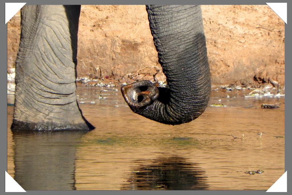 Chobe NP