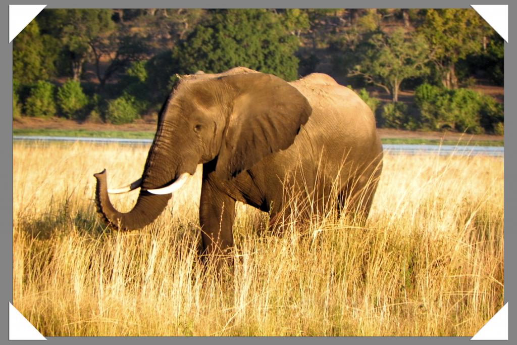 Chobe NP