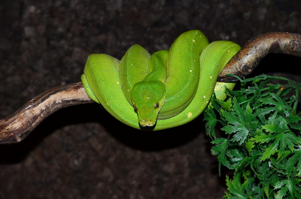 chondro 20%