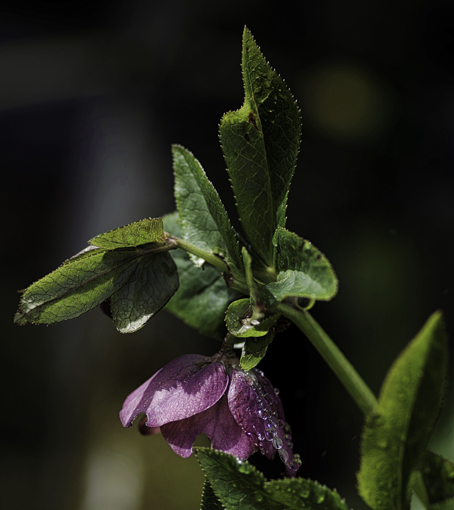 Christrose nach dem Regen.jpg