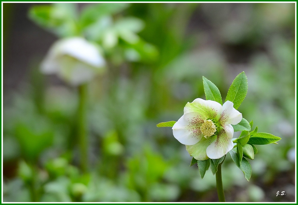 Christrose