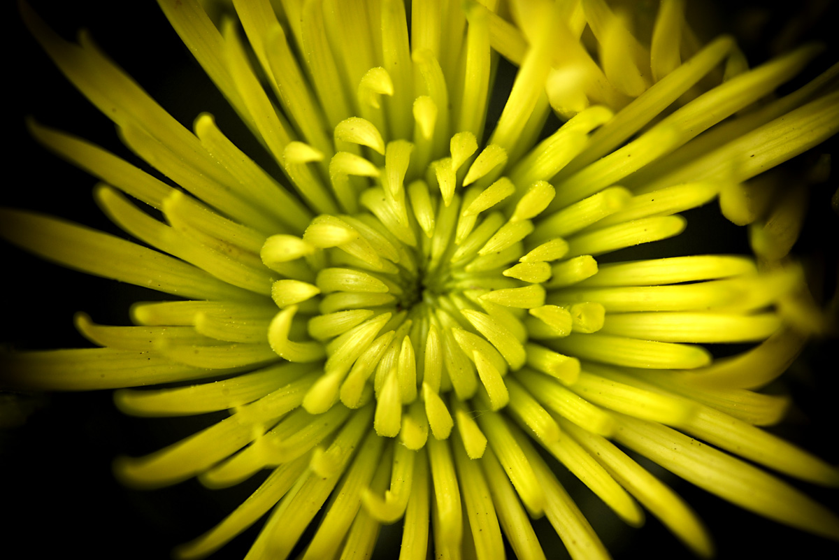 chrysantheme_1200.jpg
