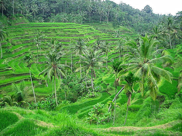 CIMG0243.jpg
