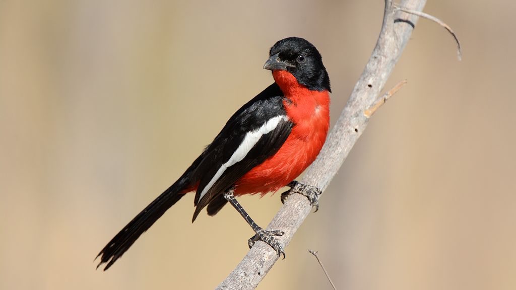 CinemonCrestedBushShrike
Hwange
0912