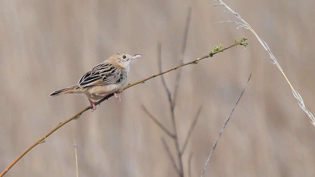 Cistensänger (Zitting Cisticola)
Maasai Kopjes, Serengeti
4525