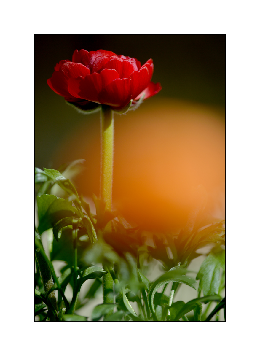ClaudiaPZ1 0104 00025