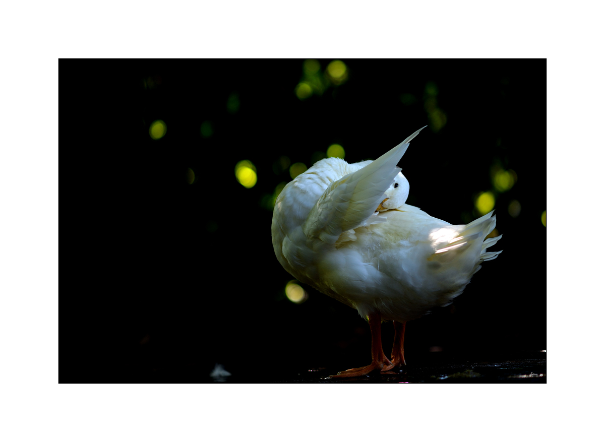 ClaudiaPZ1 6200 00003