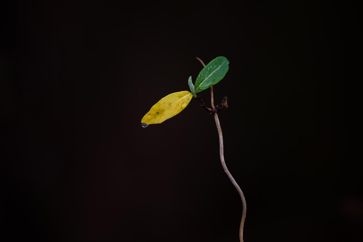 Clematis 2.jpg