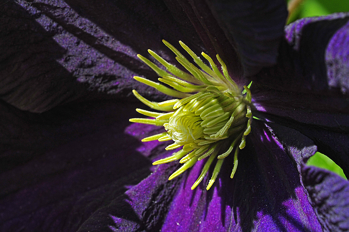 Clematis _D3S3326Axl.jpg