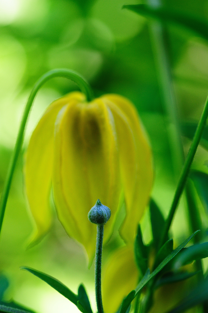 clematis &amp; knospe