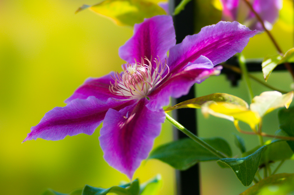 Clematis Dr. Ruppel