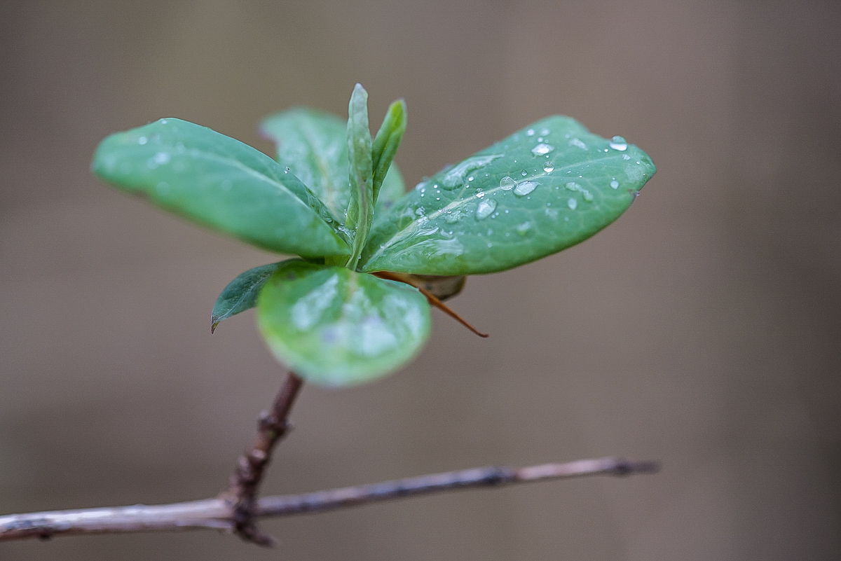 Clematis.jpg