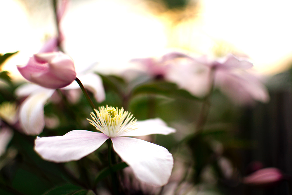 Clematis