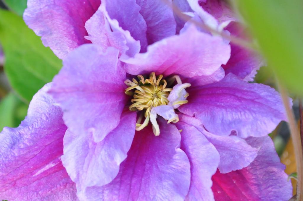 Clematis