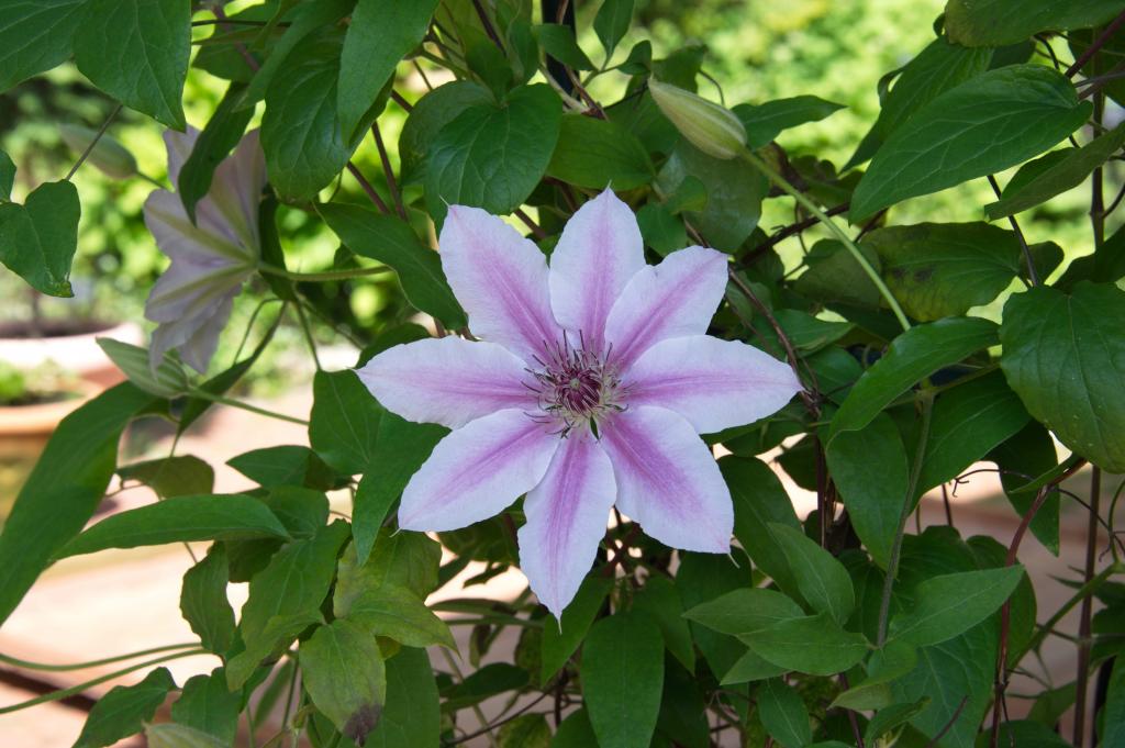 Clematis