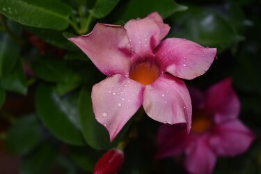 Clematis