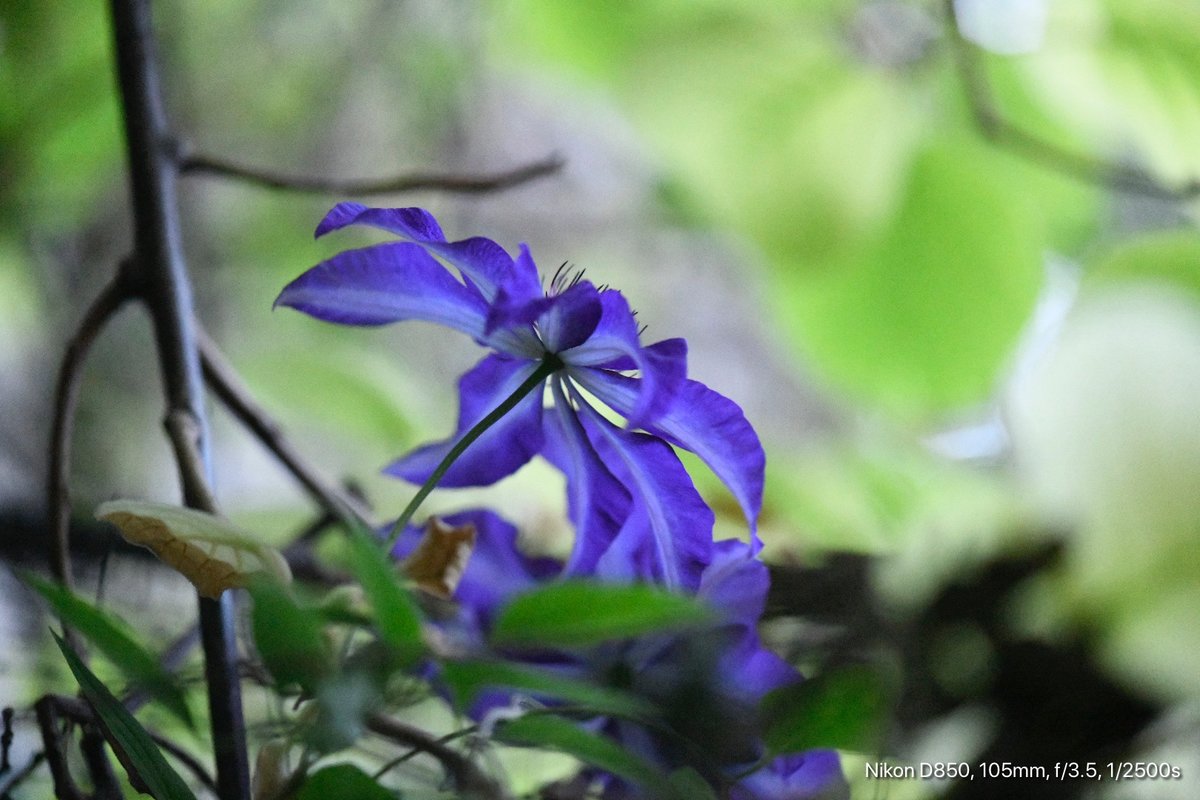 Clematis