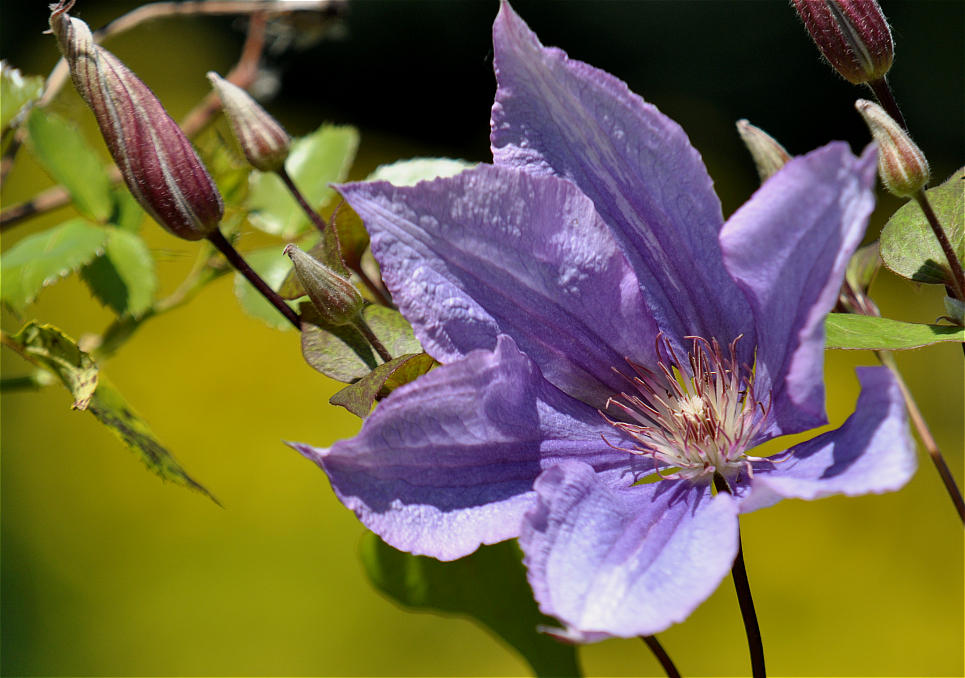 Clematis
