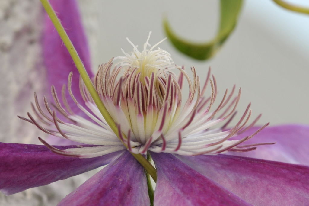 Clematis