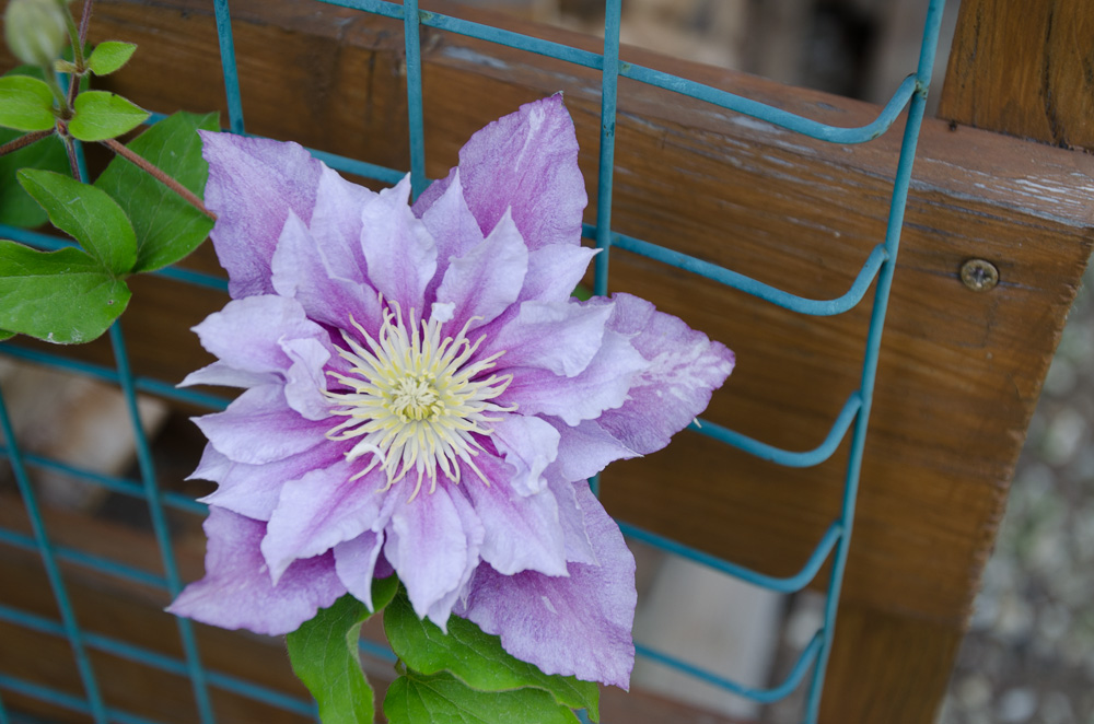 Clematisblüte