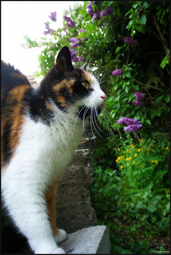Cleo