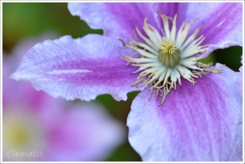 Climatis